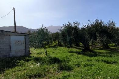 Agricultural Land Plot Sale - LAMIA, FTHIOTIDOS