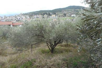 ΛΑΜΙΑ - ΤΑΡΑΤΣΑ ΟΙΚΟΠΕΔΟ ΠΡΟΣ ΠΩΛΗΣΗ