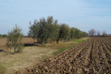 ΟΙΚΟΠΕΔΟ ΠΡΟΣ ΠΩΛΗΣΗ ΜΕ ΕΛΙΕΣ ΣΤΟ ΜΟΣΧΟΧΩΡΙ