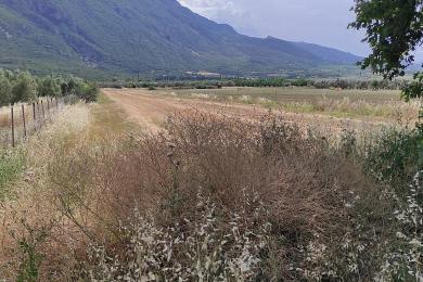 Agricultural Land Plot Sale - IPATI, FTHIOTIDOS